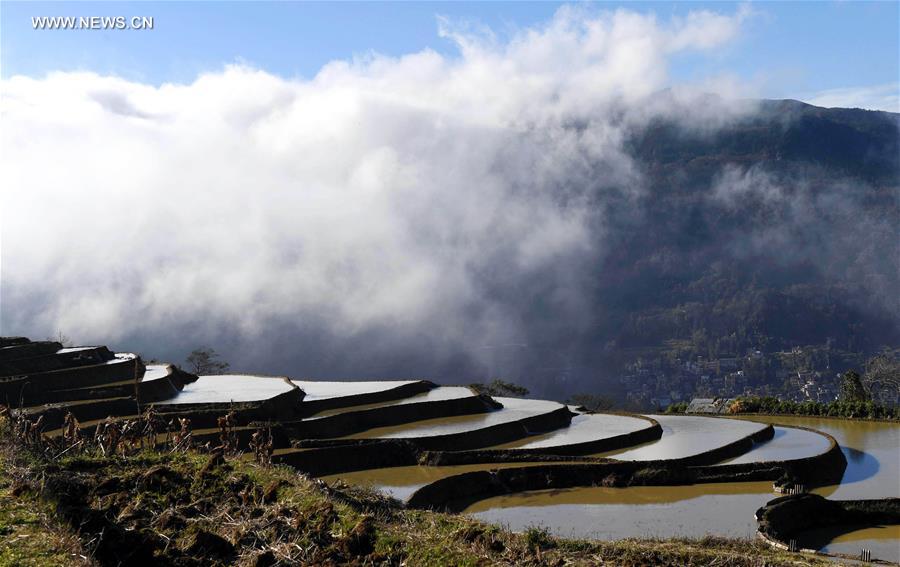 Chine : rizi&egrave;res en terrasse dans le Yunnan