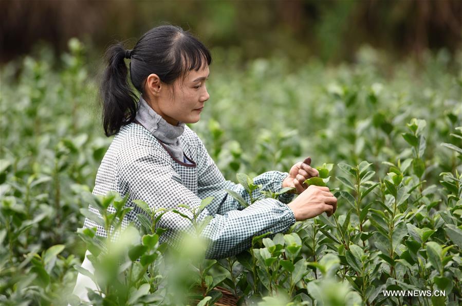 Chine : cueillette du thé au Guangxi