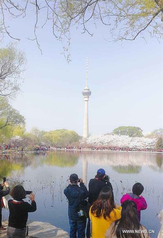 Cerisiers en fleurs à Beijing 