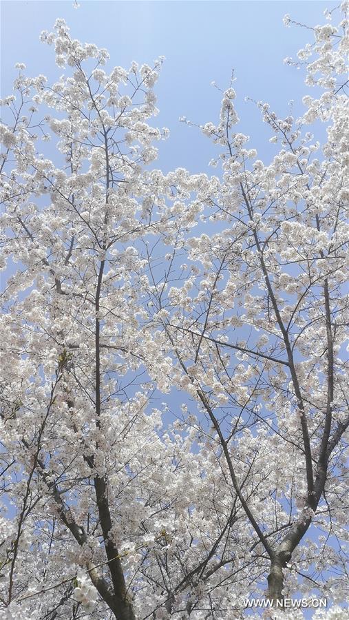 Cerisiers en fleurs à Beijing 