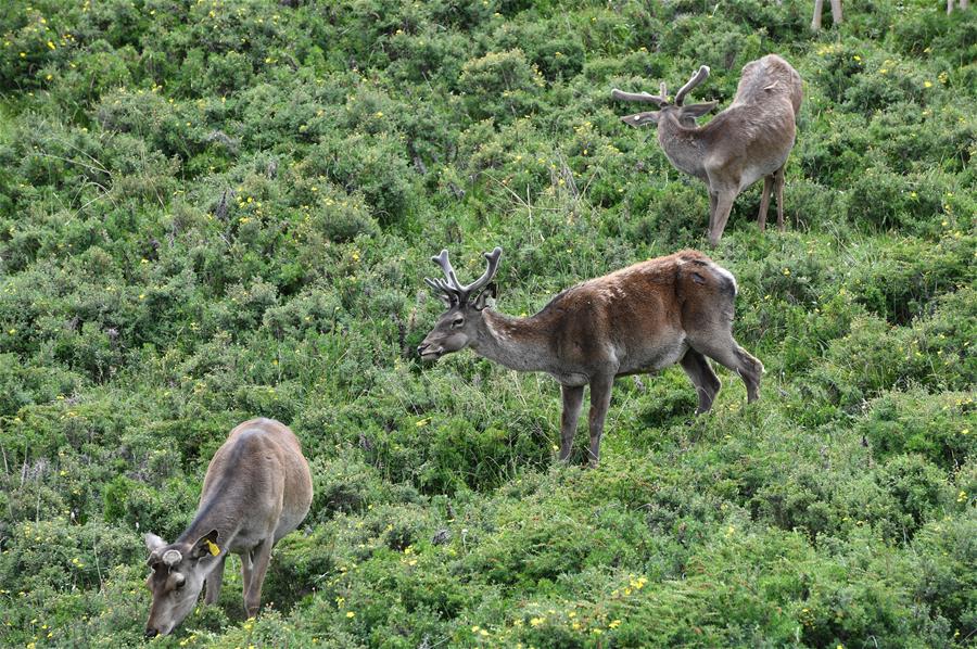 Chine : cerfs communs dans le nord-ouest