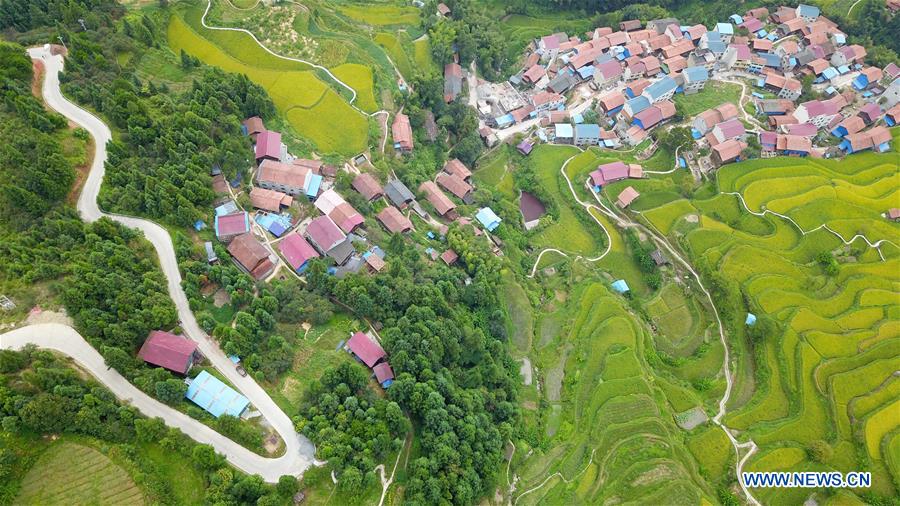 Chine : champs en terrasses dans le sud-ouest
