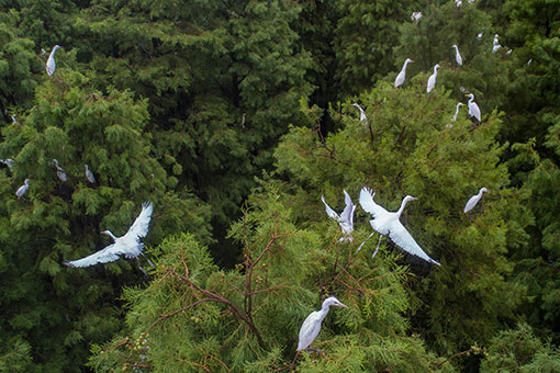 Des aigrettes dans l'est de la Chine