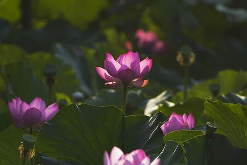 Fleurs de lotus en Chine