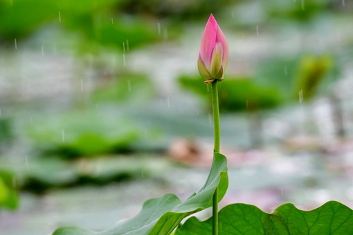 Fleurs de lotus dans le centre de la Chine