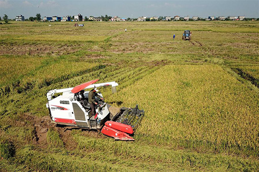 Chine : r&eacute;colte du riz au Jiangxi