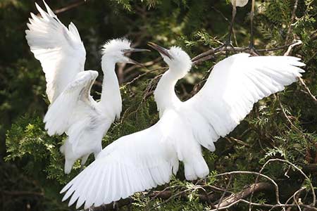 Des aigrettes dans une zone humide dans l'est de la Chine