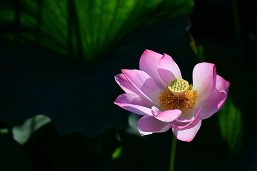 Fleurs de lotus dans l'est de la Chine
