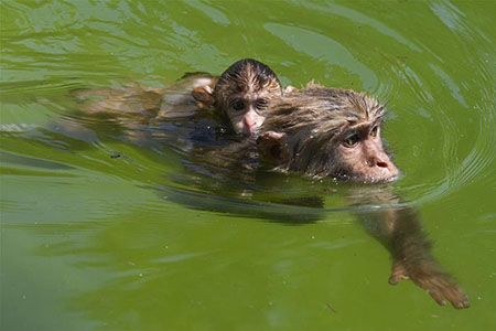 Chine : les animaux se rafra&icirc;chissent dans un zoo
