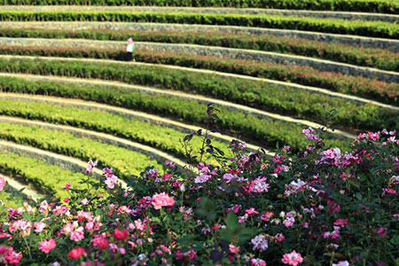 Chine : champs en terrasses au Guizhou