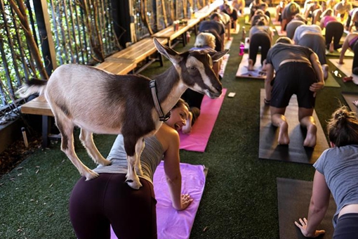 Etats-Unis : du yoga avec une ch&egrave;vre