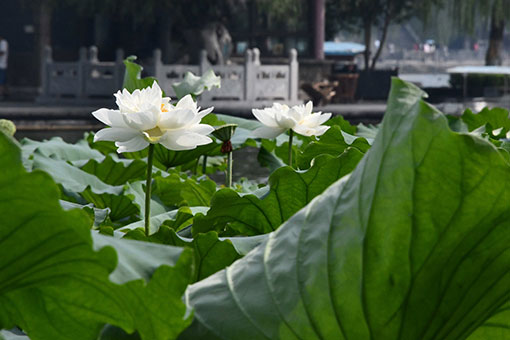 Chine: fleurs de lotus au lac Daming &agrave; Jinan