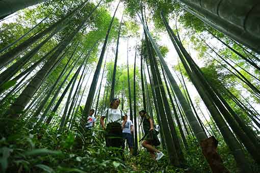 Chine : parc forestier de bambous au Guizhou