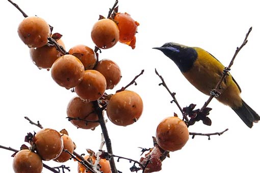 En images : oiseaux et kakis dans le sud-ouest de la Chine