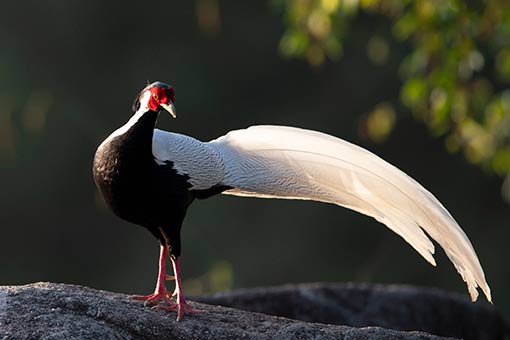 Chine : faisan argent&eacute; au Fujian