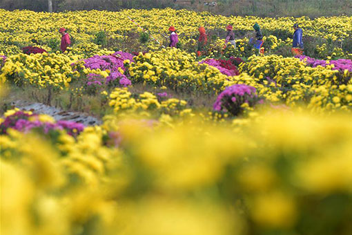 Chine: r&eacute;colte des chrysanth&egrave;mes dans l'est