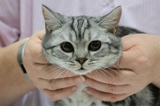 Hongrie: Exposition f&eacute;line internationale &agrave; Budapest