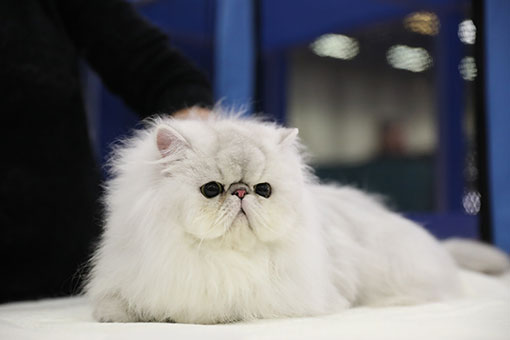 Italie: une exposition de chats &agrave; Bologne