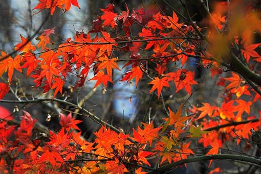 Paysage de feuilles rouges dans l'est de la Chine