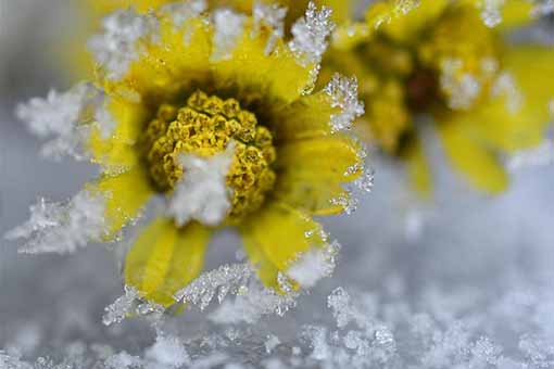 Chine: plantes gelées dans le centre
