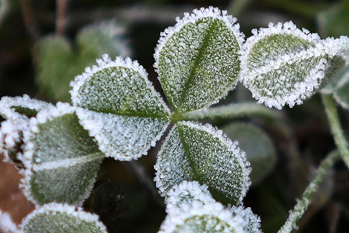 Chine: plantes givrées au bord du lac mince de l'Ouest à Yangzhou
