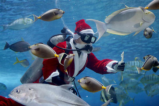 Philippines : animation de No&euml;l dans un parc oc&eacute;anique &agrave; Manille