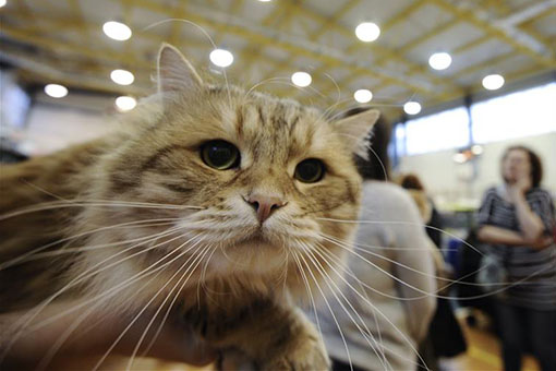 Pologne: un salon du chat &agrave; Varsovie