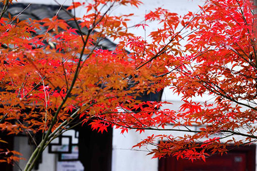 Feuilles d'&eacute;rable en Chine