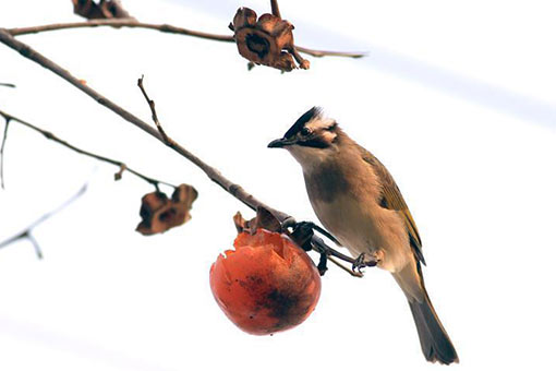 Oiseau et kaki dans l'est de la Chine