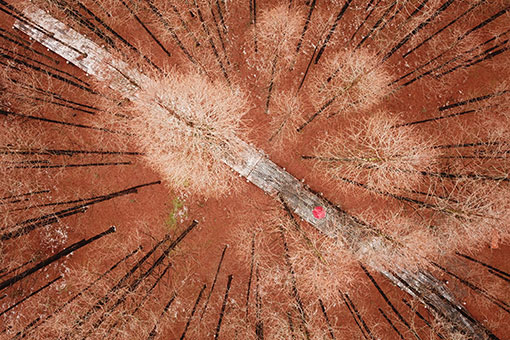 Paysage d'une for&ecirc;t apr&egrave;s la neige dans l'est de la Chine