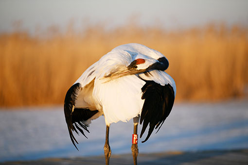 Des grues &agrave; couronne rouge dans le nord-est de la Chine