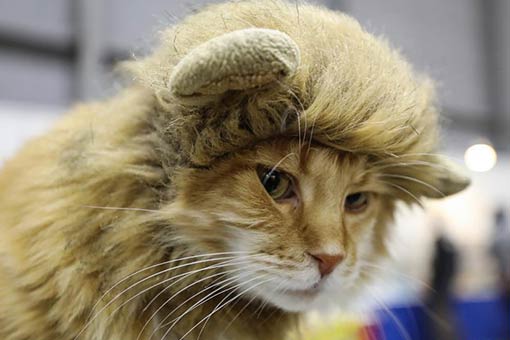 Salon des animaux de compagnie au Japon
