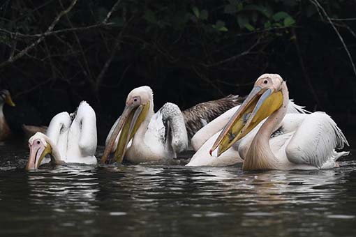Des p&eacute;licans &agrave; Haikou dans le sud de la Chine