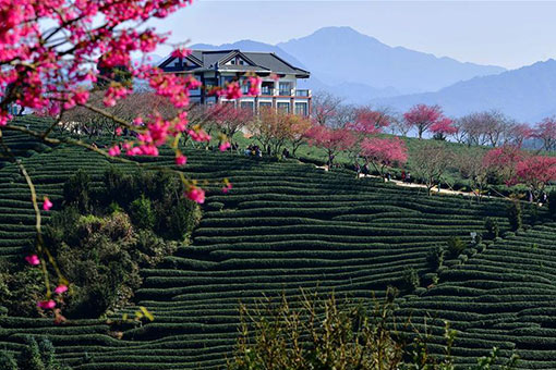 Paysage de cerisiers dans le sud-est de la Chine