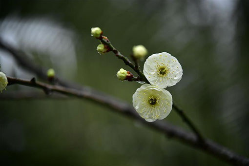 Fleurs de prunier dans le centre de la Chine