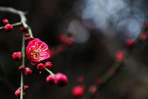 Fleurs de prunier dans l'est de la Chine