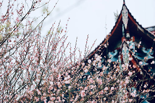 Fleurs de prunier dans le sud-est de la Chine