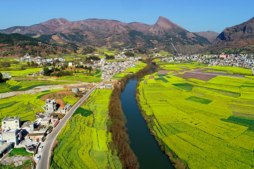 Fleurs de colza dans le sud-ouest de la Chine