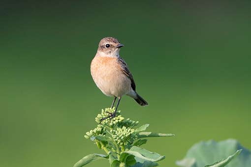 Chine : oiseau et fleur de colza