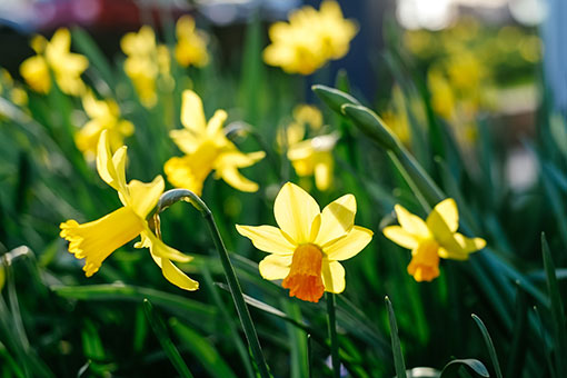 Belgique: des narcisses &eacute;panouis &agrave; Bruxelles