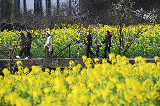 Chine: fleurs de colza &agrave; Chongqing