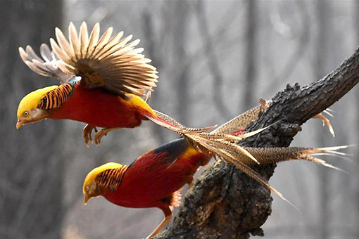 Faisans dor&eacute;s dans le centre de la Chine