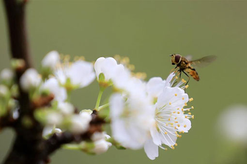 Paysages printaniers &agrave; travers la Chine
