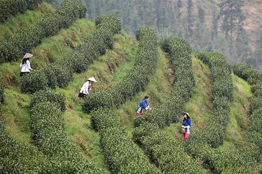 Plantations de th&eacute; dans le sud-ouest de la Chine