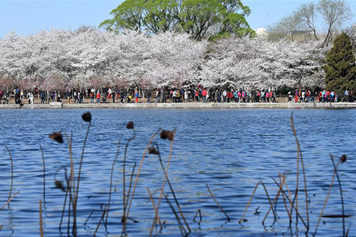 Paysage dans le parc Yuyuantan à Beijing