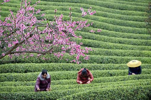 Cueillette de feuilles de thé au Guizhou
