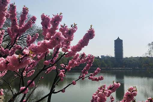 Paysages printaniers à l'Université de Pékin en Chine