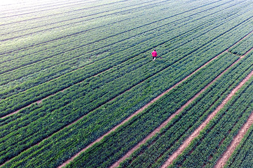 Travaux agricoles au printemps à travers la Chine