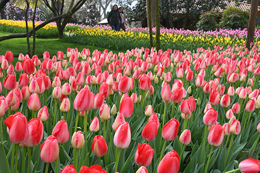 Turquie: tulipes épanouies à Istanbul