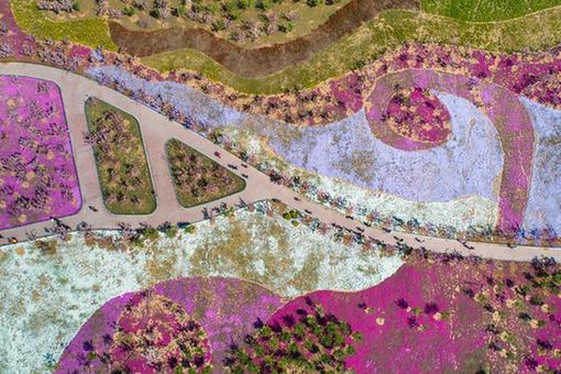 Fleurs épanouies dans l'est de la Chine